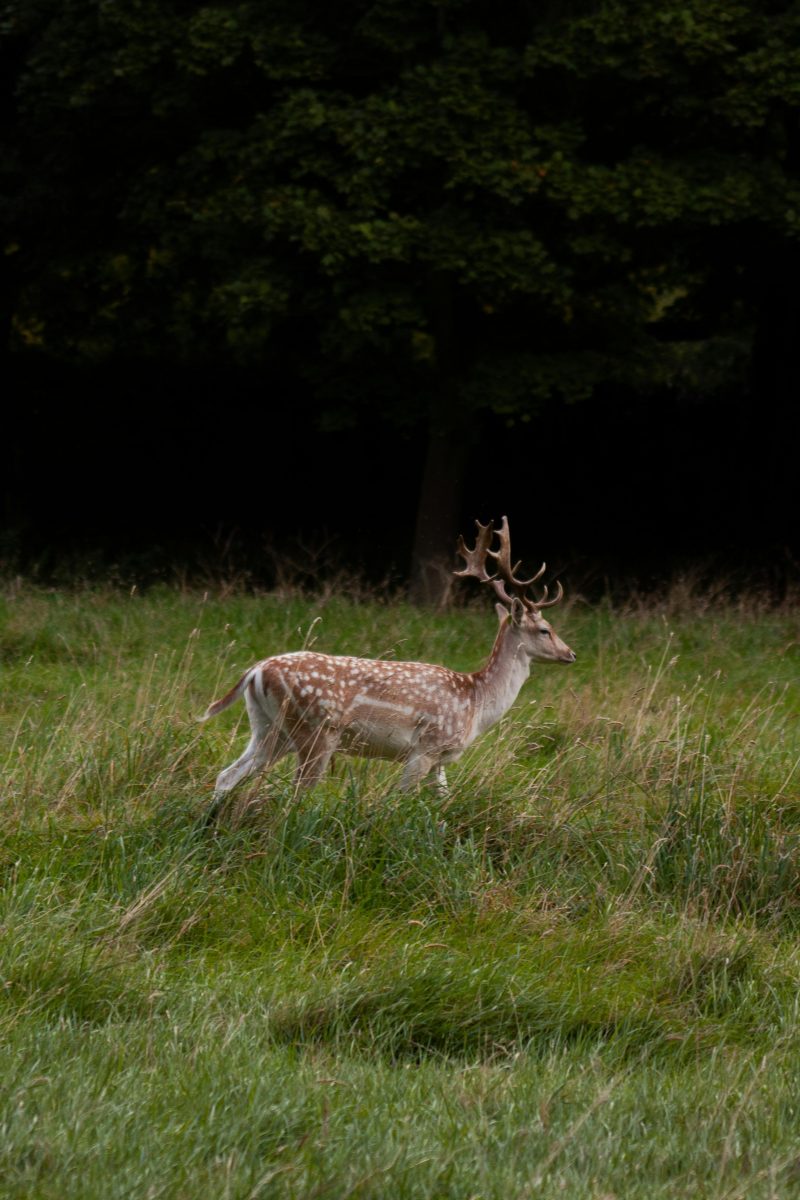 Lampadina LED Smart WiFi RGB