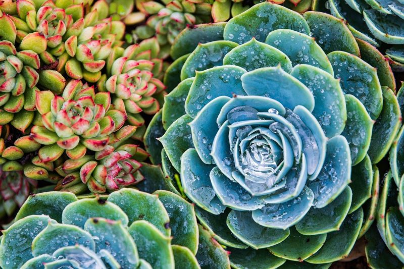 Kit Pasta Fresca Artigianale